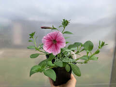 Петуния ампельная Opera светло-розовая с малиновыми прожилками