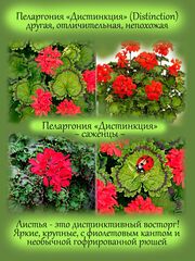 Улично-домашние