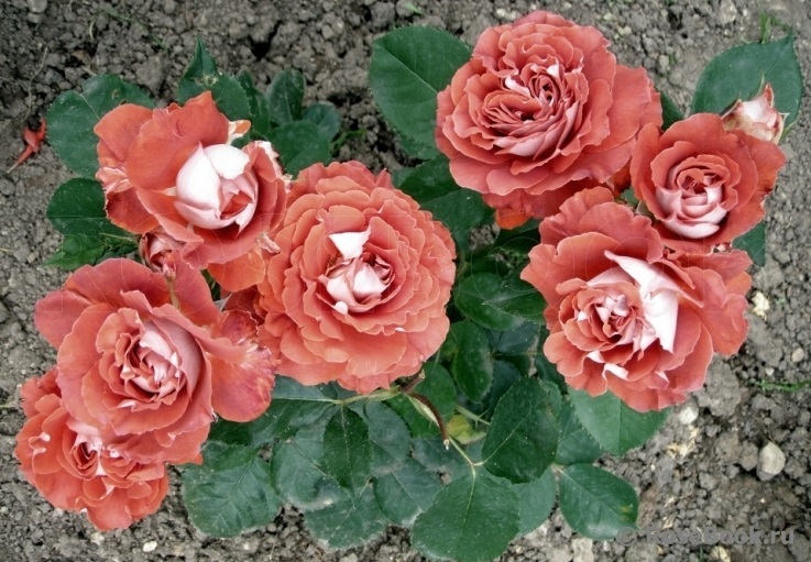Роза Викториана: особенности и характеристика сорта, правила посадки, выращивания и ухода, отзывы