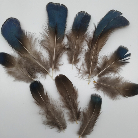 Перья алмазного фазана, с синим отливом 5-8 см., 10 шт.