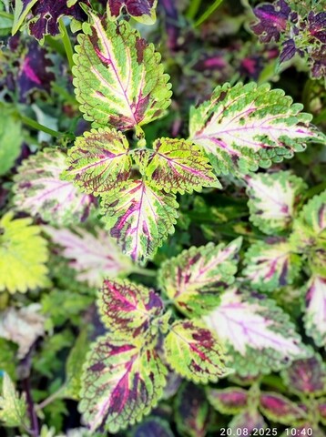 Марафет колеус_КСР