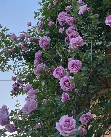 Индиголетта (Indigoletta)