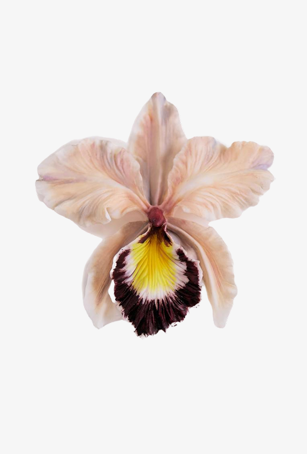 Брошь Каттлея, розовый с бордо