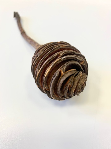 Шишка гималайского кедра на ветке 