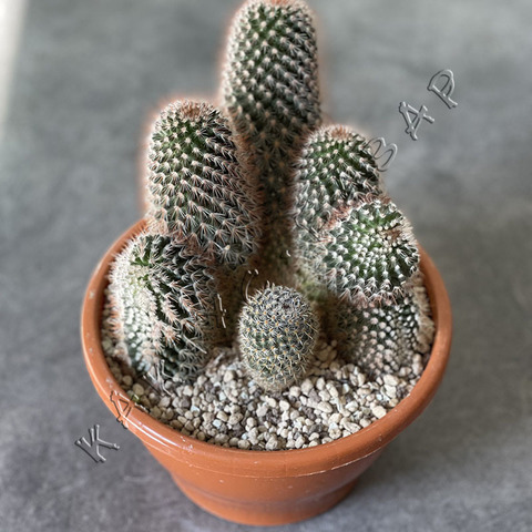 Хилдевинтера Кристата d19