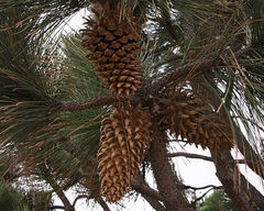 Семена Сосна Культера Pinus coulteri