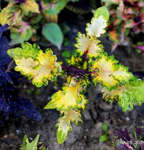 Царевна лягушка колеус