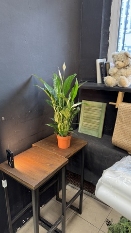 «Женское счастье» спатифиллум высокий