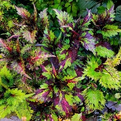 Эдна Тай колеус КСР