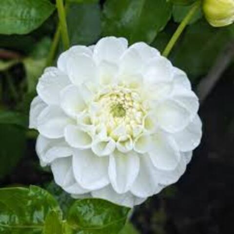 Георгин Орсет бьюти (Orsett beauty)