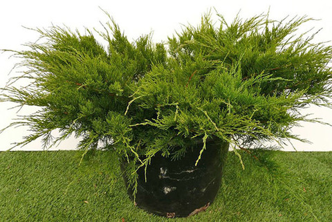 Можевельник Минт Джулеп