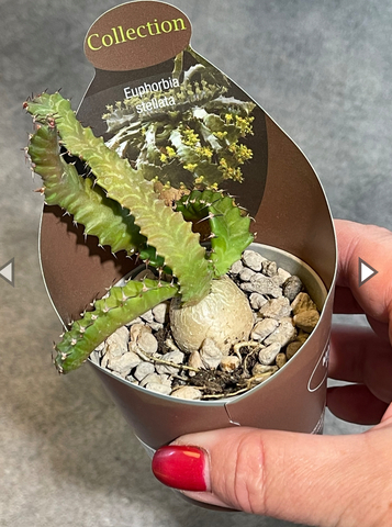 Эуфорбия Стеллата