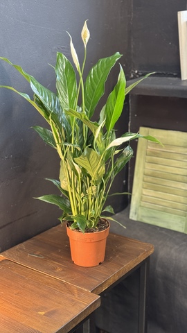 «Женское счастье» спатифиллум высокий