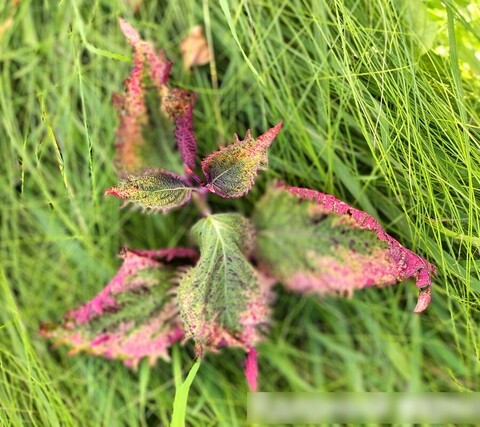 Ядерный взрыв ТМ колеус КСР