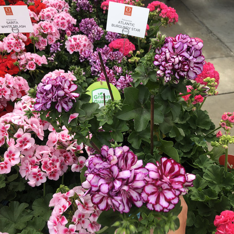 3101 Пеларгония плющелистная ATLANTIC BURGUNDY STAR   (Весна 2026)