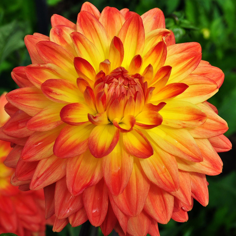 17143 Георгин LABELLA MEDIO FUN ORANGE FLAME
