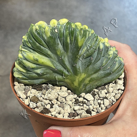 Миртиллокактус Геометризанс Кристата Вариегата d10