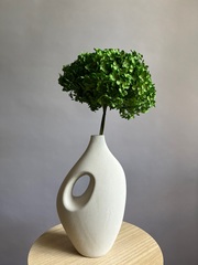 Гортензия стабилизированная зеленая