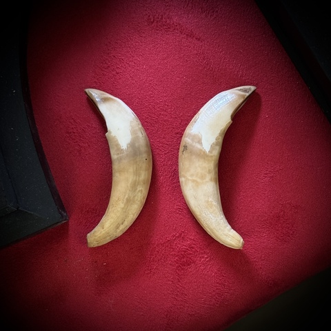Клыки кабана (самка)