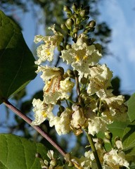 Teofrast Катальпа яйцевидная Catalpa ovata