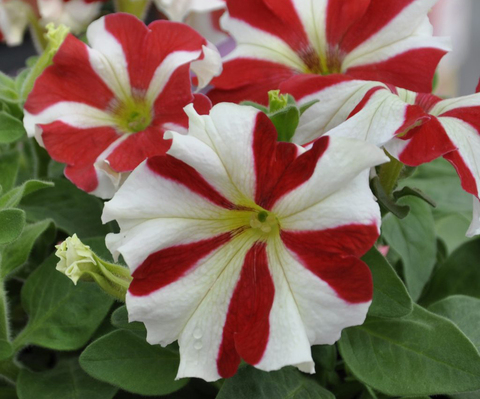 S6030 Петуния кустовая Grandiflora TriTunia Red Star 10шт.