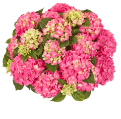 Гортензия крупнолистная (Macrophylla) Tabletensia Pink 12 шт.