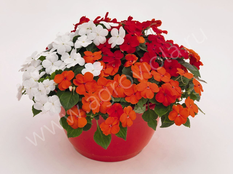 S7603 Бальзамин Walleriana Lollipop Cherry Thriller Mix 5шт.