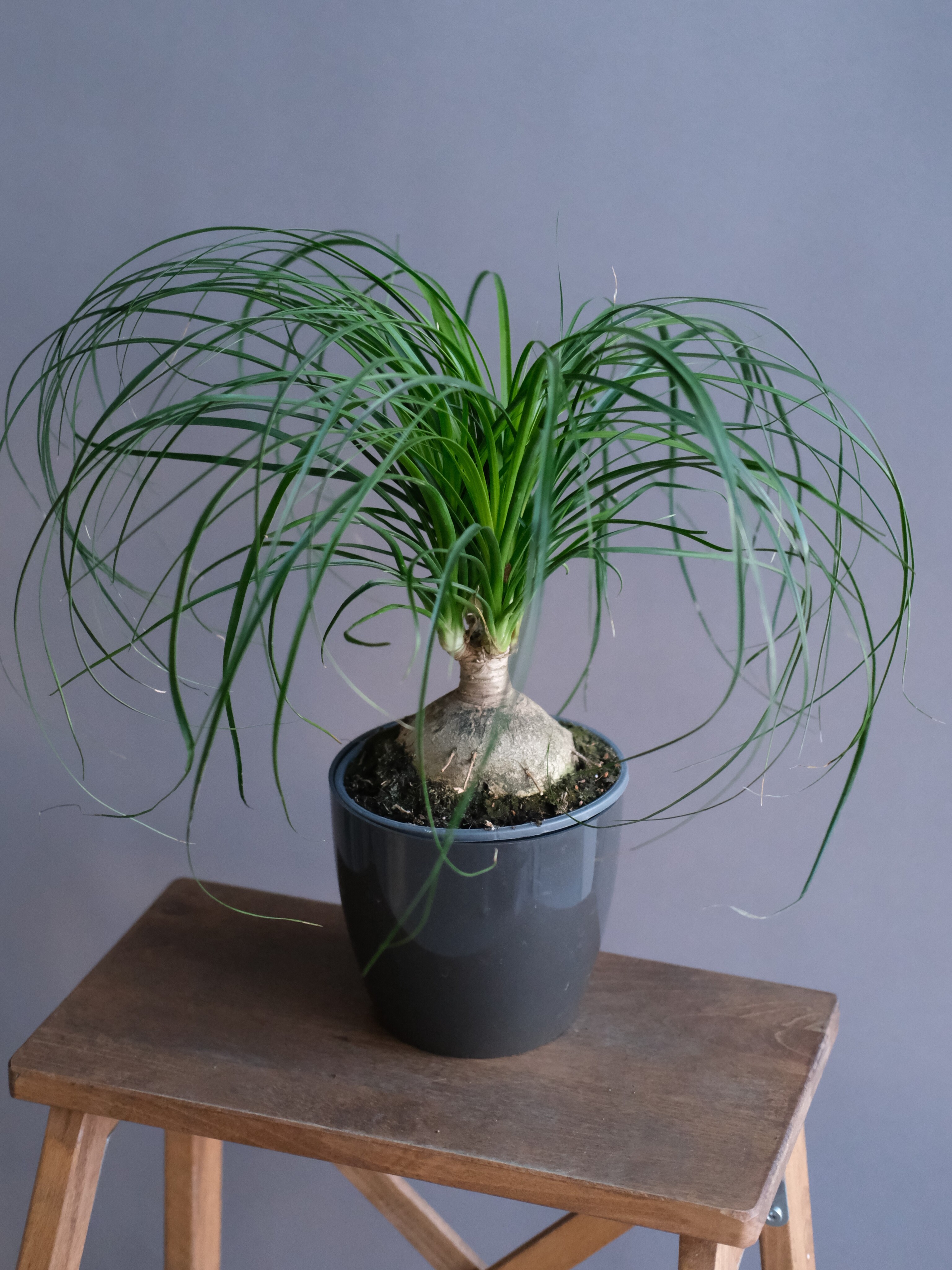 Нолина штамбовая шар (D-17; H-65)