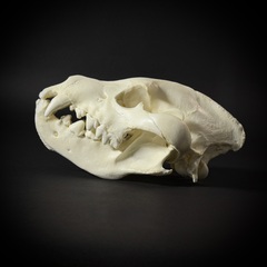 Череп бурой гиены