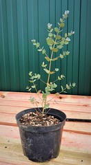 Teofrast Эвкалипт Гунни Eucalyptus gunnii