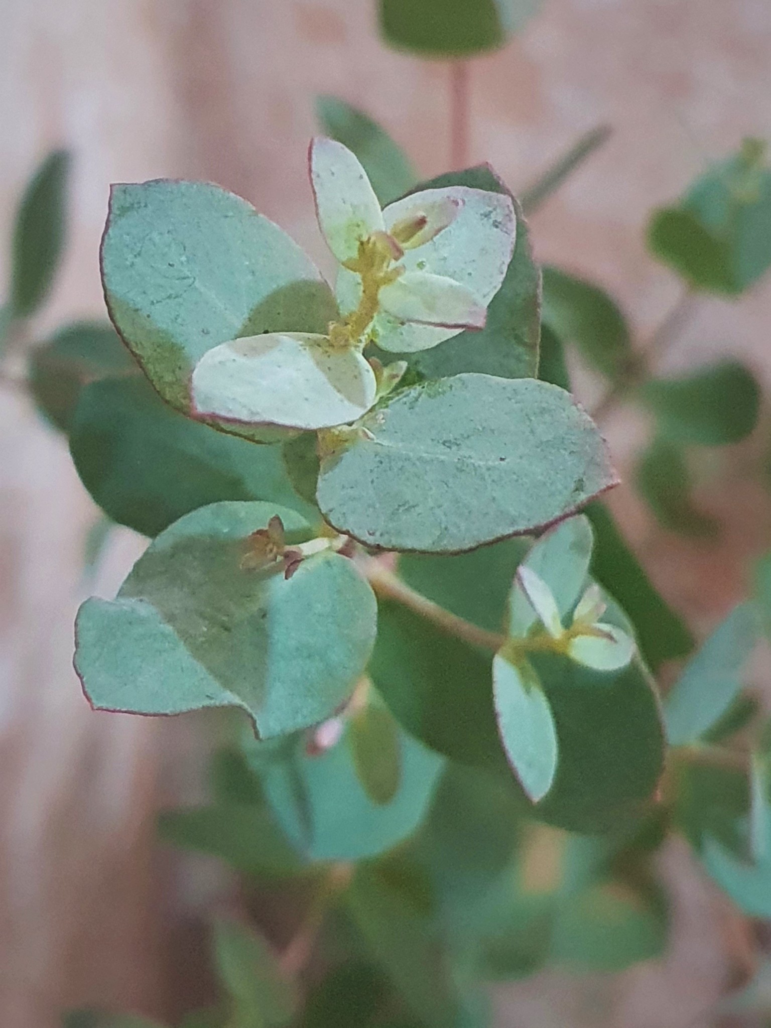 Эвкалипт Гунни Eucalyptus gunnii