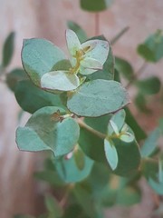 Teofrast Эвкалипт Гунни Eucalyptus gunnii