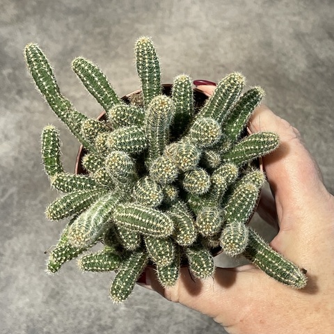 Хамецереус Сильвестри d8