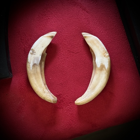 Клыки кабана (самка)