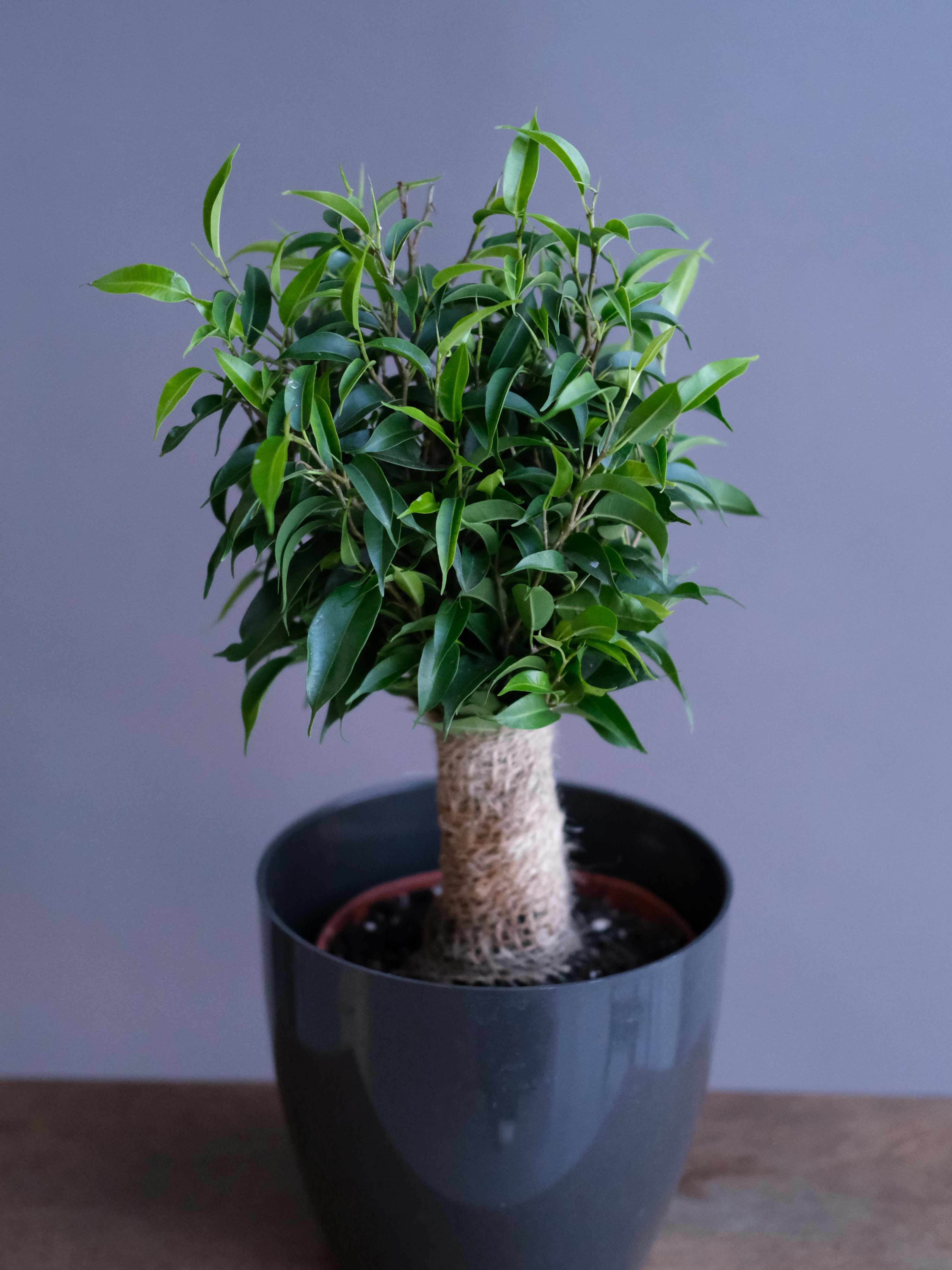 Фикус Бенжамина Наташа (D-13)