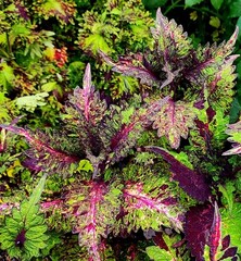 Эдна Тай колеус КСР