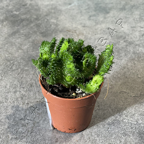 Эуфорбия Пунгиформис Кристата d7