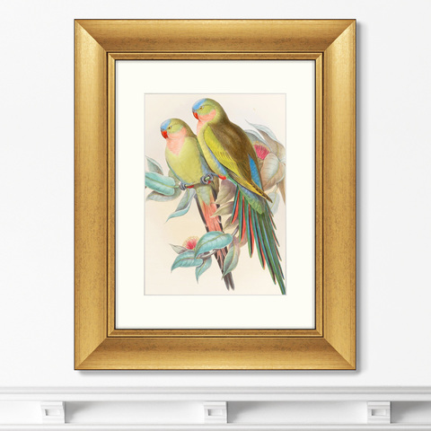 Джон Гульд - Репродукция картины в раме Love parrots, 1850г.
