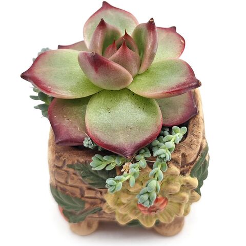 Редкий красивый живой суккулент Echeveria Cayenne (Эхеверия Кайен) в горшке с грунтом