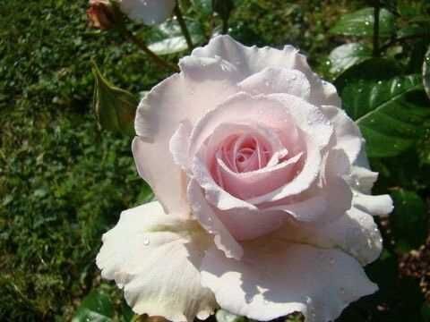 Констанс Финн (Constance Finn)