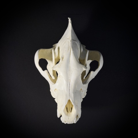 Череп бурой гиены