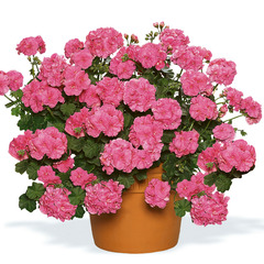 3102 Пеларгония плющелистная COMPACT LINE PAC VICKY (Весна 2026)