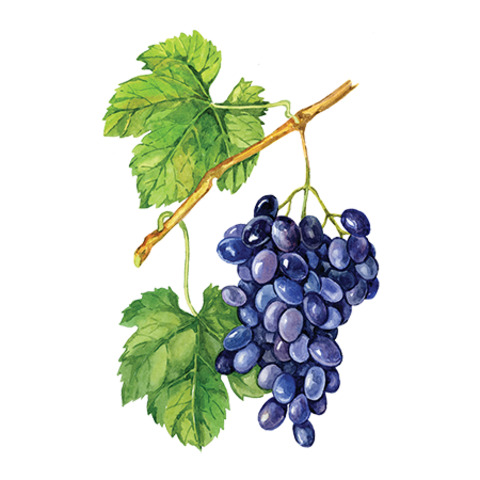 Сироп Изабелла ProffSyrup