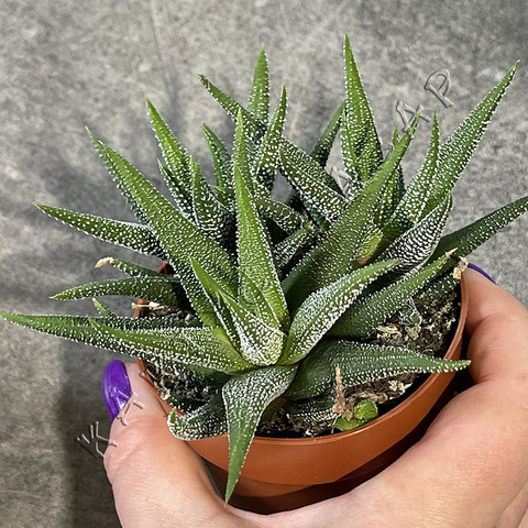 Хавортия Фасциата Конколор d9