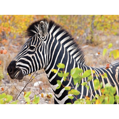 Пазл подарочный с металлизированным эффектом"Зебра", 150 элементов