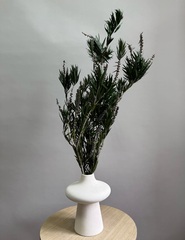 Чайное дерево зеленое с плодами