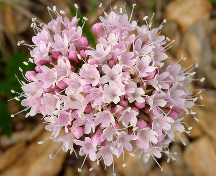 Валериана valeriana