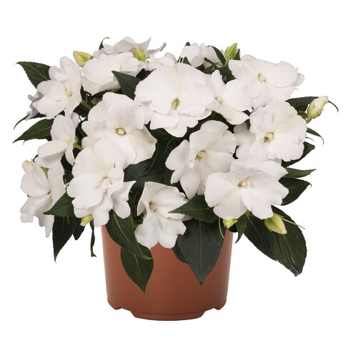 1124 Бальзамин НГ WILD ROMANCE WHITE