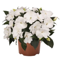 1124 Бальзамин НГ WILD ROMANCE WHITE