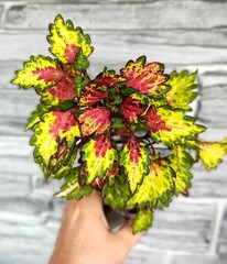 Пируэт колеус